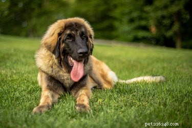 De 10 grootste hondenrassen ter wereld