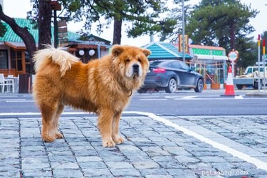 Факты и информация о породе собак чау-чау