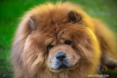 Fatti e informazioni sulla razza del cane Chow Chow