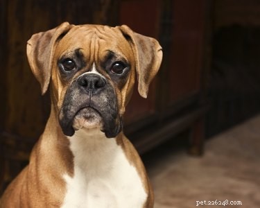 Fatos e informações sobre a raça do cão boxer