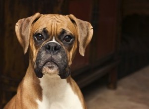 Fatti e informazioni sulla razza di cani boxer