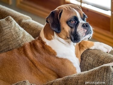 Fatos e informações sobre a raça do cão boxer