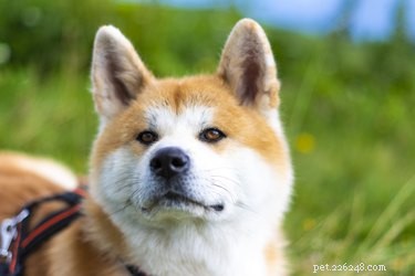 Akita (hond):Temperament, Kenmerken &Gezondheid
