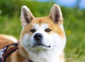 Akita (pes):Temperament, vlastnosti a zdraví