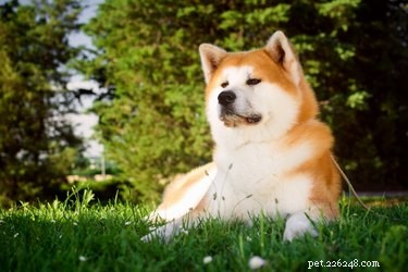 秋田（犬）：気質、特徴、健康 