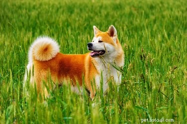 Akita (chien) :tempérament, caractéristiques et santé
