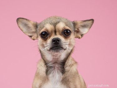Faits et informations sur la race de chien Chihuahua