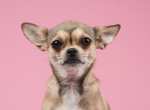 Fakta och information om Chihuahua hundras