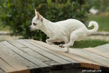 Fakta och information om Chihuahua hundras