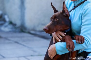 Действительно ли некоторые породы собак более агрессивны?