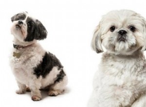 Pouvez-vous faire la différence entre ces 18 races de chiens ?