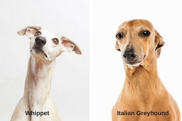 Можете ли вы определить разницу между этими 18 породами собак?