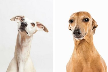 Можете ли вы определить разницу между этими 18 породами собак?