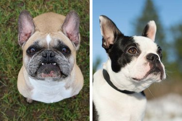 Você pode dizer a diferença entre essas 18 raças de cães?