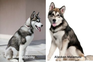 これらの18の犬種の違いを教えていただけますか？ 