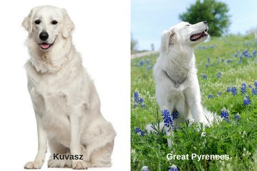 Você pode dizer a diferença entre essas 18 raças de cães?