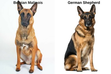 Puoi dire la differenza tra queste 18 razze di cani?