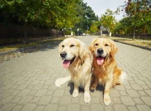 I cani possono riconoscere la propria razza?
