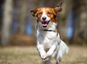 Conheça as últimas raças de cães do American Kennel Club