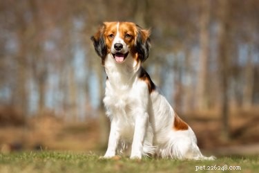 Découvrez les dernières races de chiens de l American Kennel Club