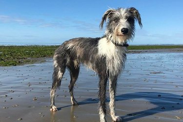 Lurcher Dog Breed Facts＆Information