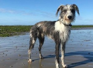 Lurcher Dog Breed Facts＆Information