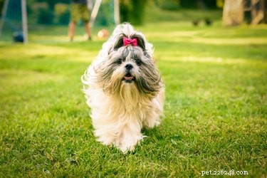 Факты и информация о породе собак императорской породы ши-тцу