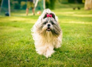 Fatos e informações sobre a raça do cão Shih Tzu imperial