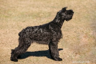 자이언트 슈나우저:크기, 기질, 수명 및 강아지