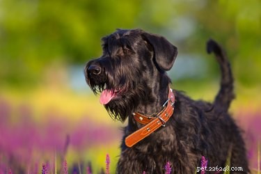 자이언트 슈나우저:크기, 기질, 수명 및 강아지