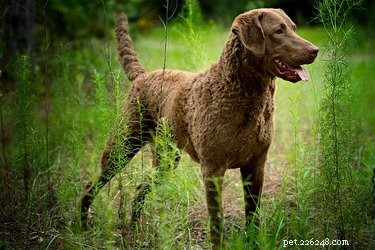 Fatos e informações sobre a raça de cães Chesapeake Bay Retriever