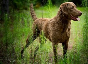 Чесапик бей ретривер:факты и информация о породе собак