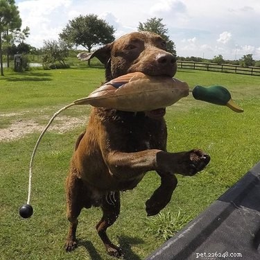 Faits et informations sur la race de chien Chesapeake Bay Retriever