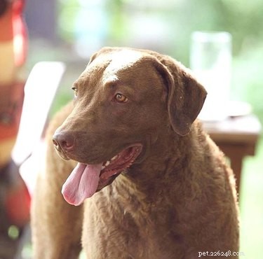 チェサピークベイレトリバー犬の品種の事実と情報 