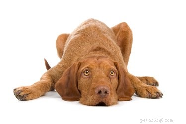 Wirehaired Vizsla Dog Breed-feiten en informatie