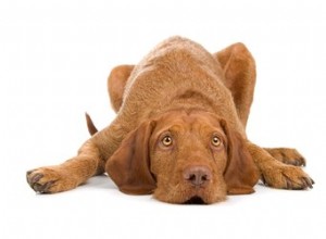 Жесткошерстная собака породы выжла:факты и информация