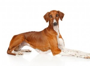Azawakh Dog Breed Facts＆Information