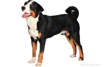 Fatos e informações sobre a raça de cães Appenzeller Sennenhund