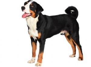 Fatos e informações sobre a raça de cães Appenzeller Sennenhund