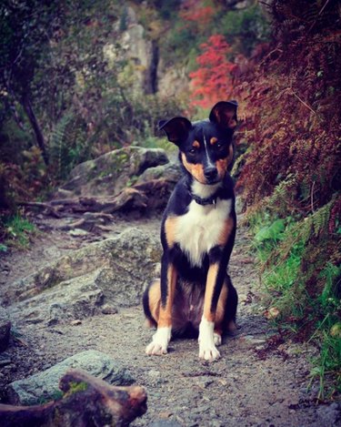 Appenzeller Sennenhund Dog Breed Facts＆Information