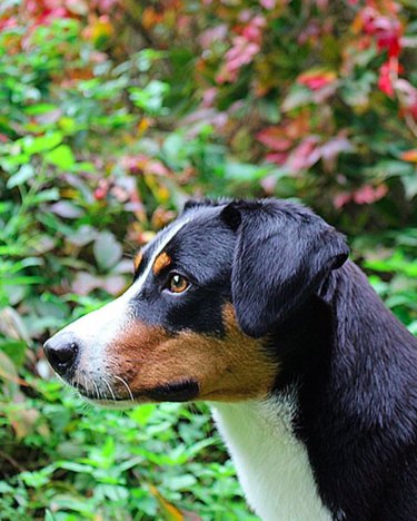 Appenzeller Sennenhund hondenras feiten en informatie