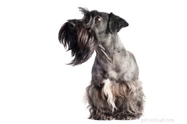 Fatos e informações sobre a raça de cães Cesky Terrier