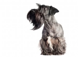 Fatti e informazioni sulla razza del cane Cesky Terrier