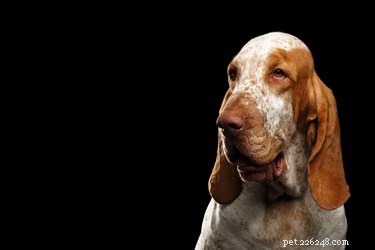 ブラッコイタリアーノ犬の品種の事実と情報 