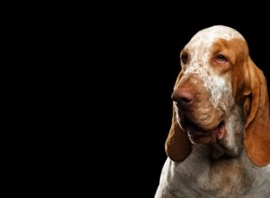 Факты и информация о породе собак итальянский бракко