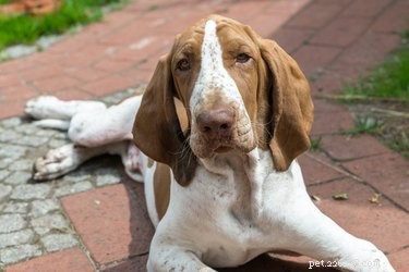 Факты и информация о породе собак итальянский бракко