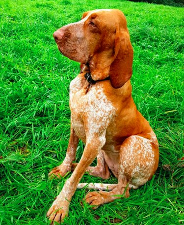 ブラッコイタリアーノ犬の品種の事実と情報 