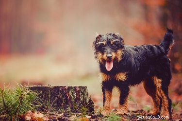 Ягдтерьер:факты и информация о породе собак