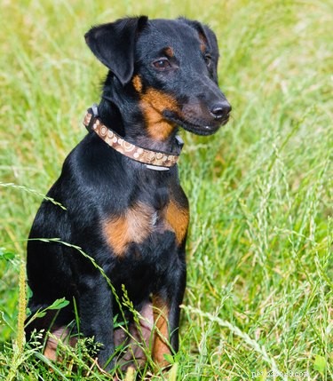Jagdterrier Dog Breed Facts＆Information