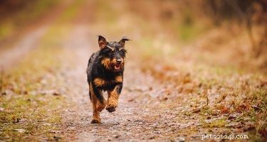 Fatos e informações sobre a raça de cães Jagdterrier